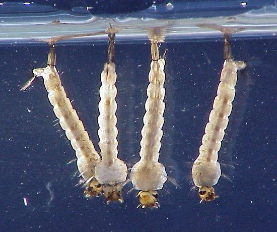 北方常见的昆虫科普知识大全集,南方动植物昆虫实物图鉴