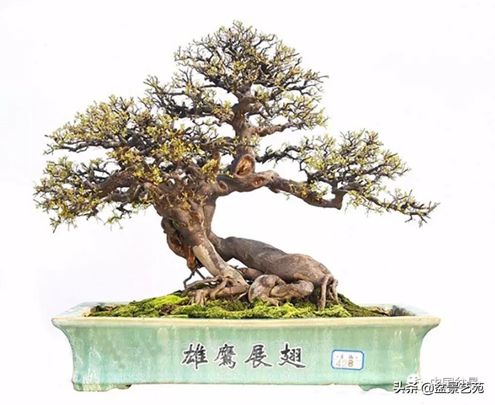 雀梅盆景艺术鉴赏图片,红芽雀梅盆景冬天怎么养护