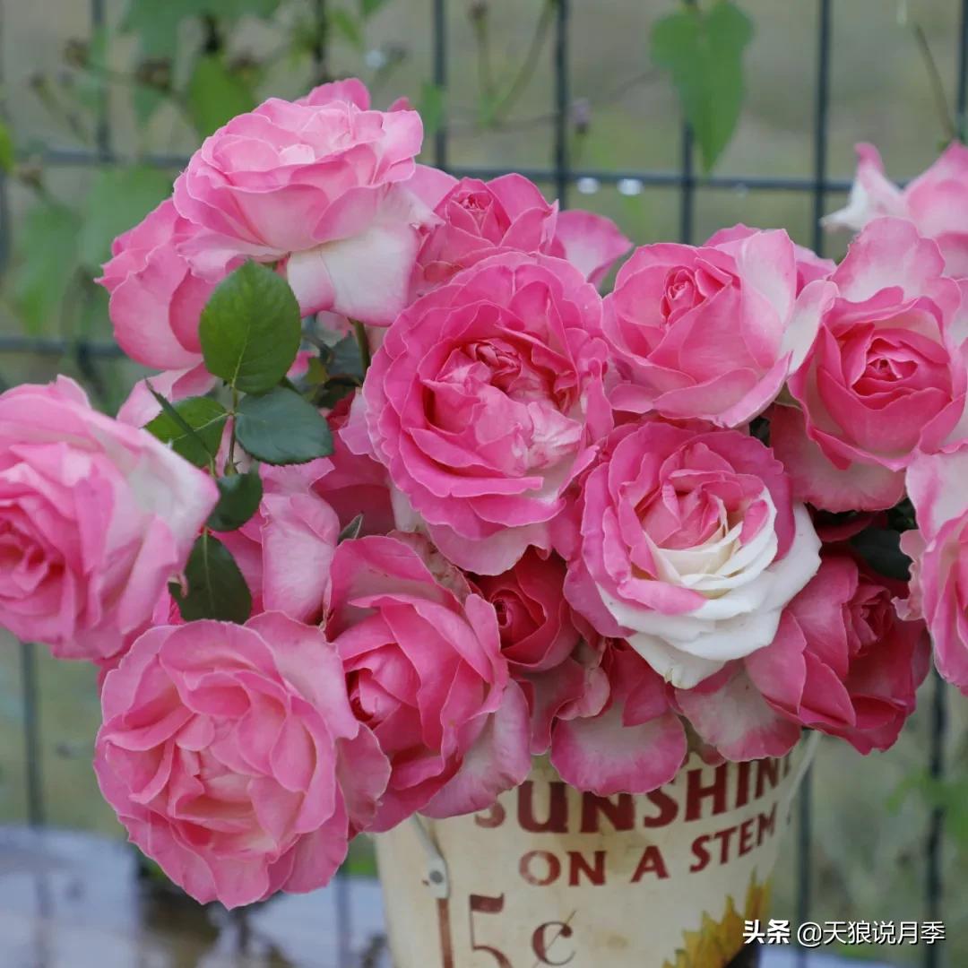520你最想收到什么玫瑰,520这样的玫瑰你们喜欢吗