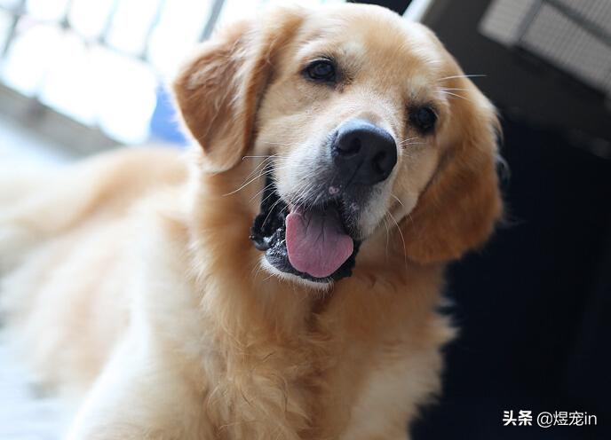 赛级双血统金毛成年一般多重,金毛狗狗能长多大