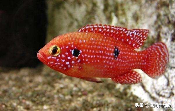 水中精灵鱼儿戏水,水中精灵鱼缸