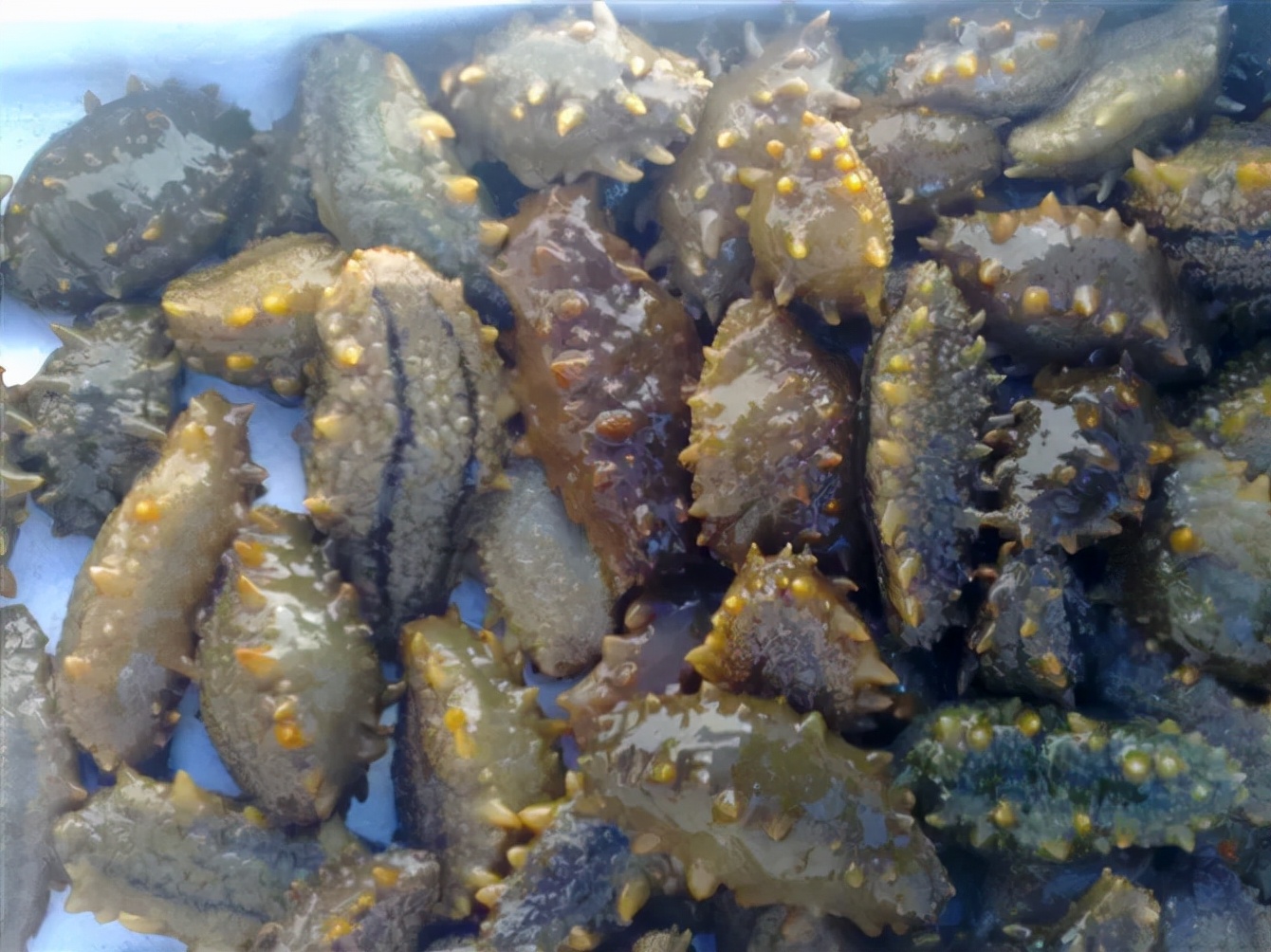 海参体内的纤毛虫怎样清除,海参纤毛虫是什么原因导致的