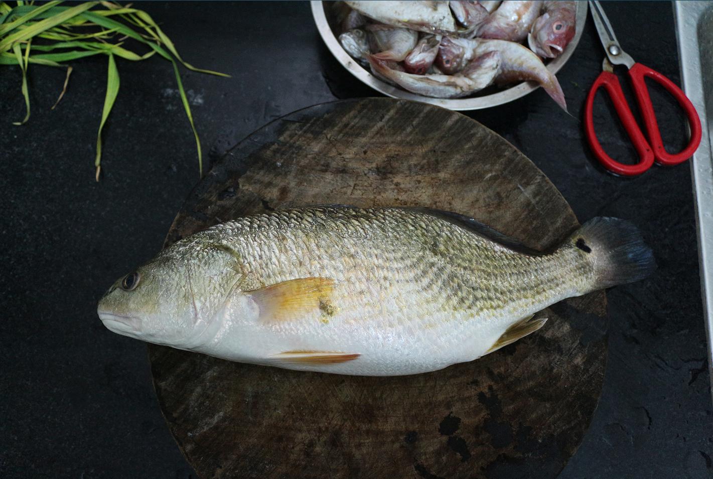 在中国被吃到灭绝的物种,被美国吃绝种的野生动物