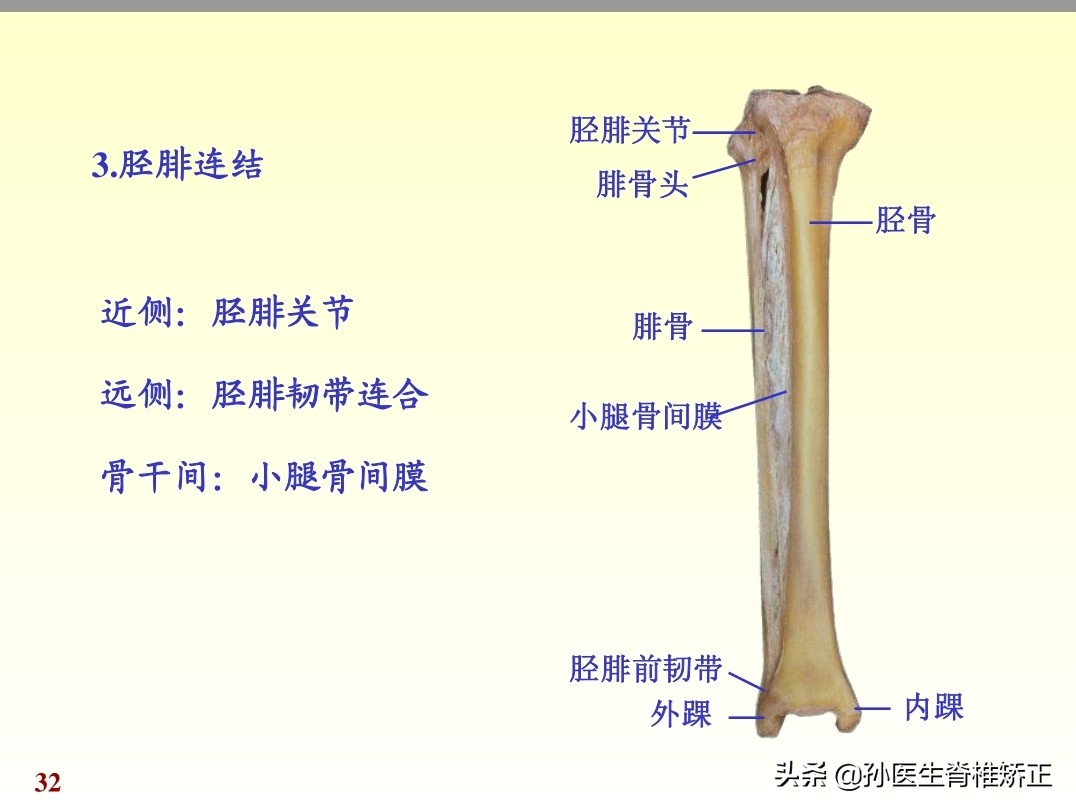 人体解剖学课件ppt,人体解剖学关节学