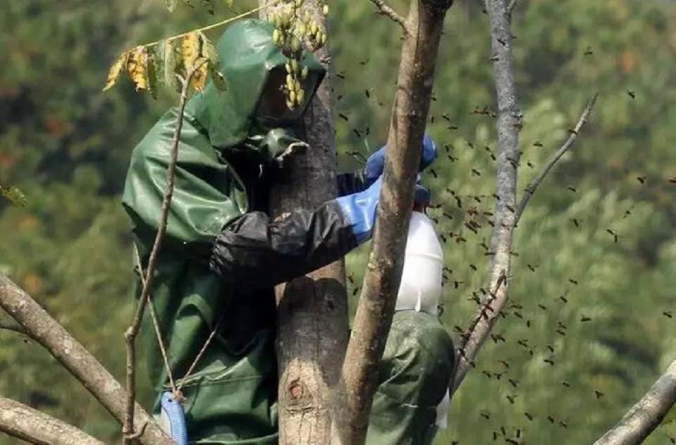 别人打马蜂后路人被攻击怎么办,打死马蜂会被其它马蜂报复吗