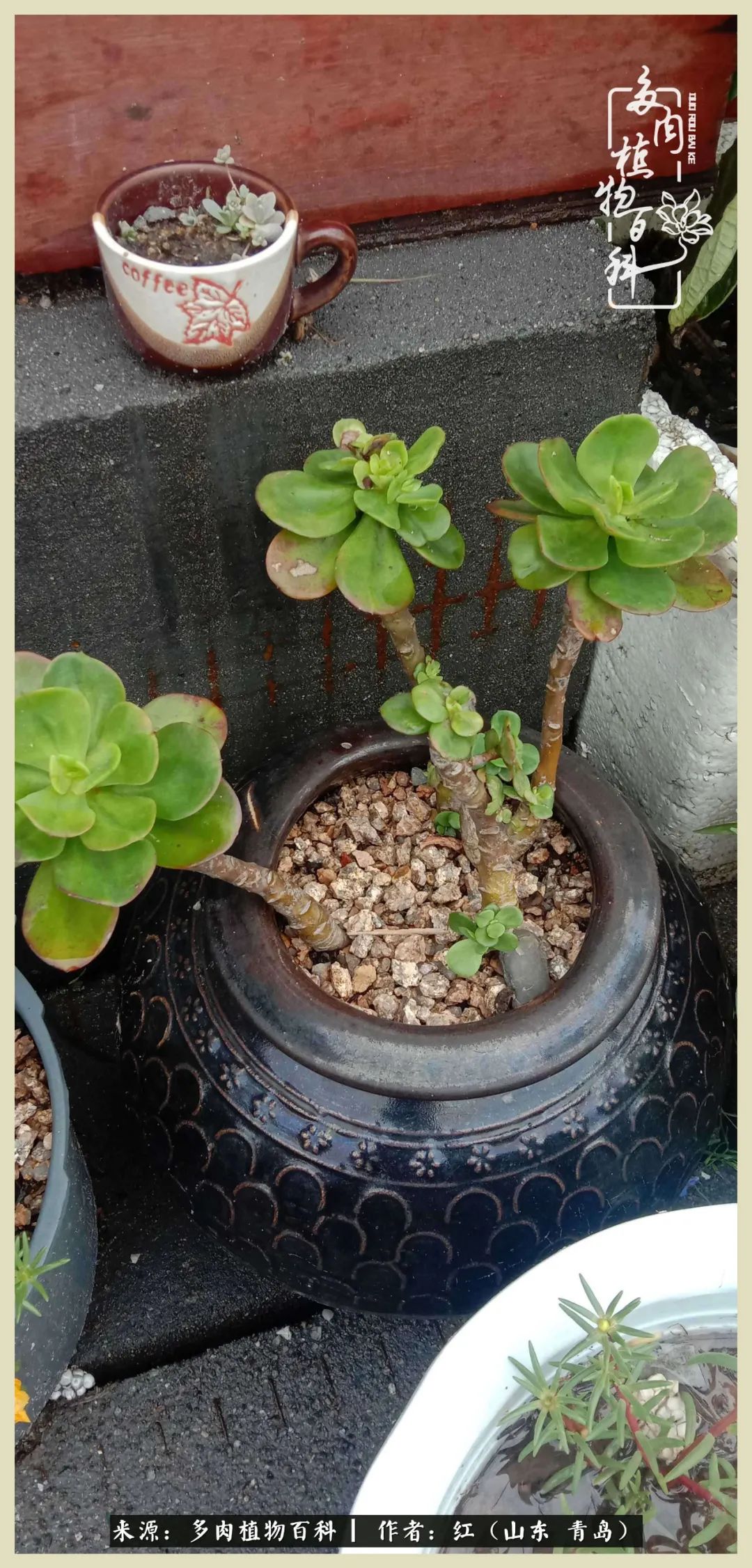 度夏多肉秋天发根,度夏坚强活下来的肉肉们