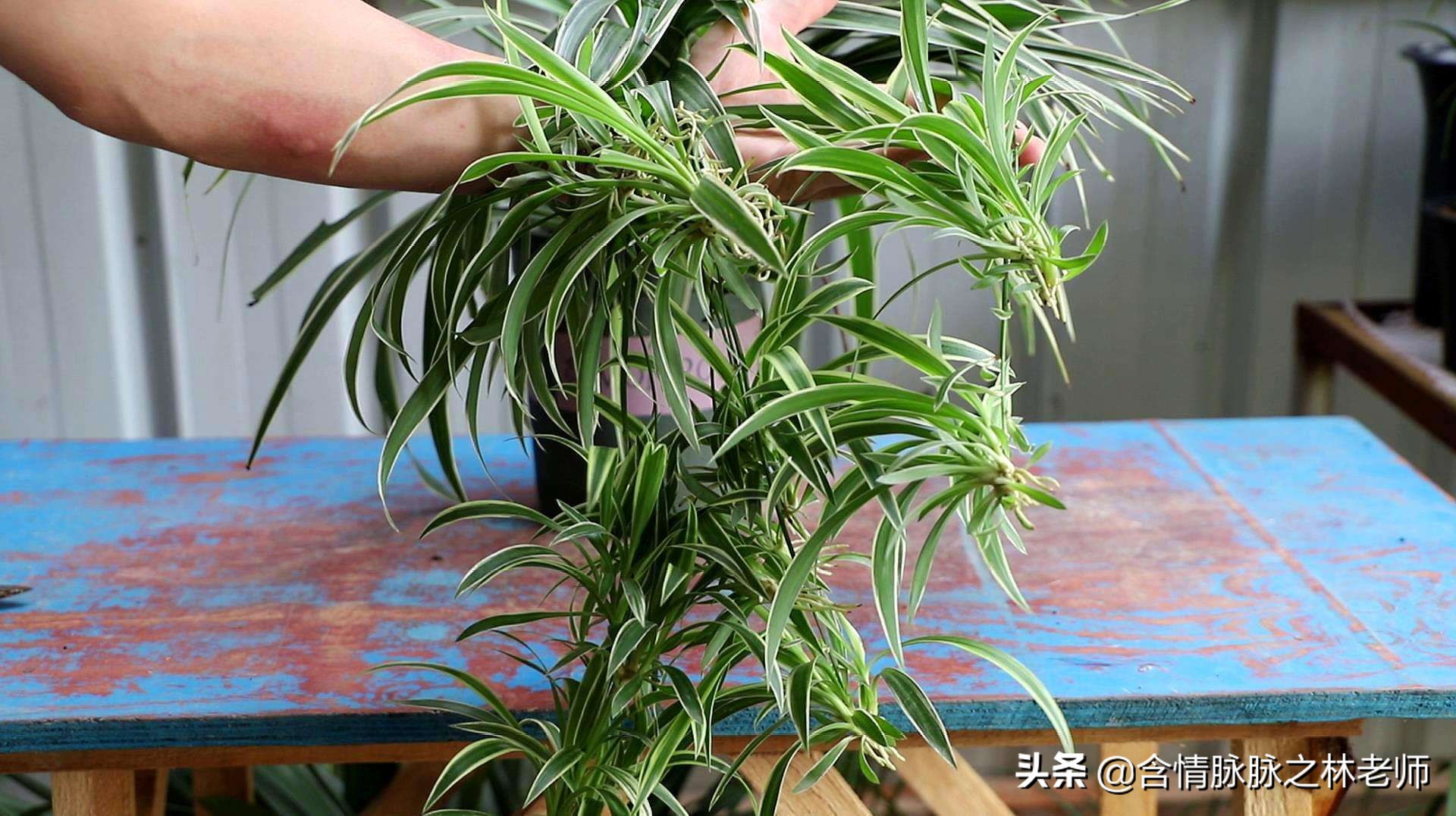 家里植物长得不好有什么说法,家里什么植物都养不好是什么原因
