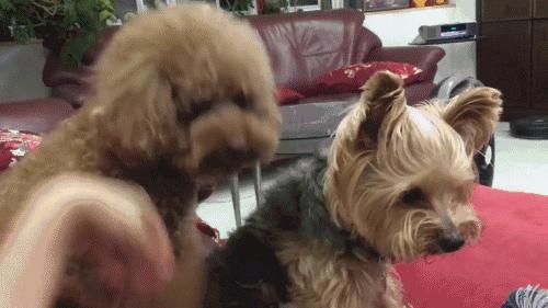 当狗狗吃醋时的表现,狗狗吃醋时会有什么表现