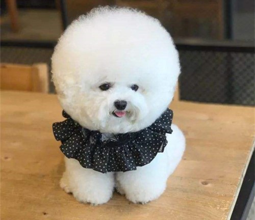 戈赞狗粮好不好,博美肠胃不好能喂土霉素吗