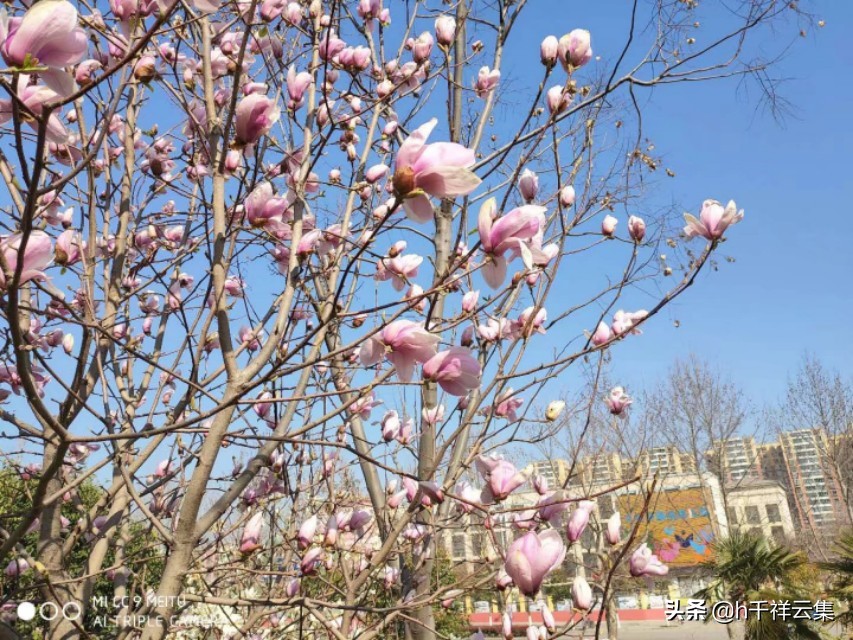 我的家乡商丘夏邑,夏邑又多一处美景有山有水还有花