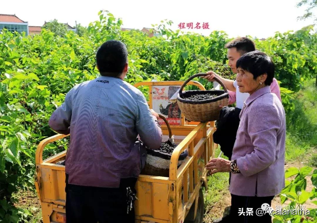 兴平千亩桑葚成熟啦！