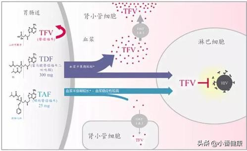 替诺福韦治疗乙肝耐药率,最新乙肝阻断口服国产替诺福韦