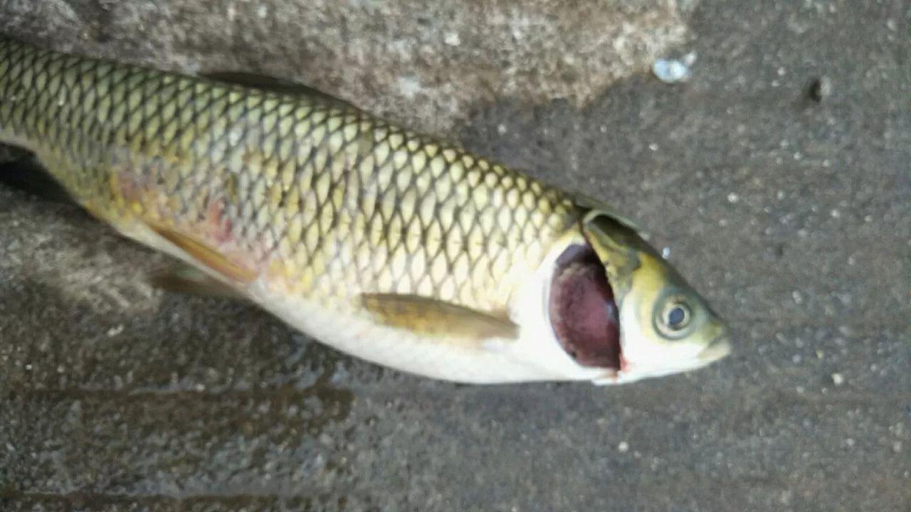 草鱼大肚子怎么回事,草鱼养殖中大肚子该怎么办