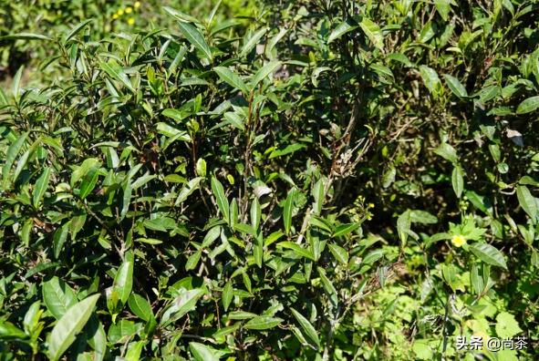 大家说说岩茶中的那些茶梗到底有何用？