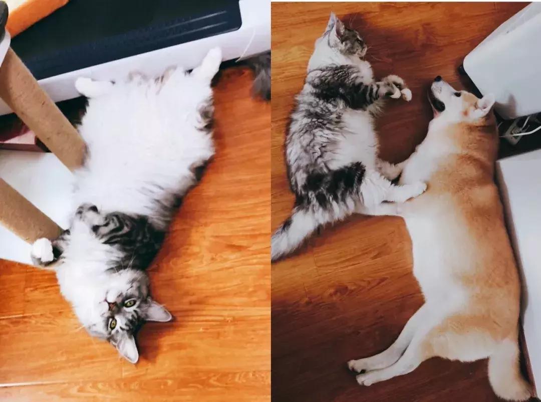 NOV007|饲养员@冯早早