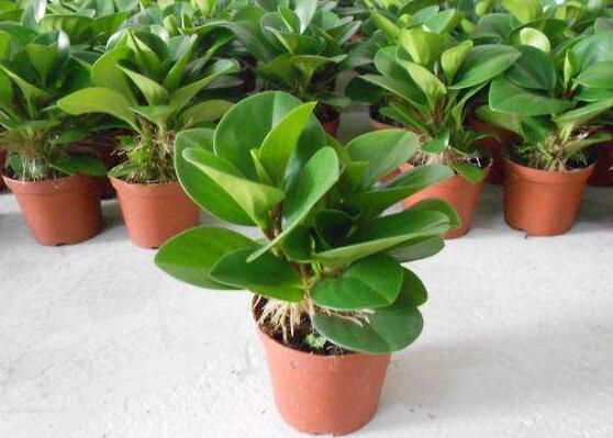 青叶碧玉怎么养,紫边青叶碧玉的养殖方法