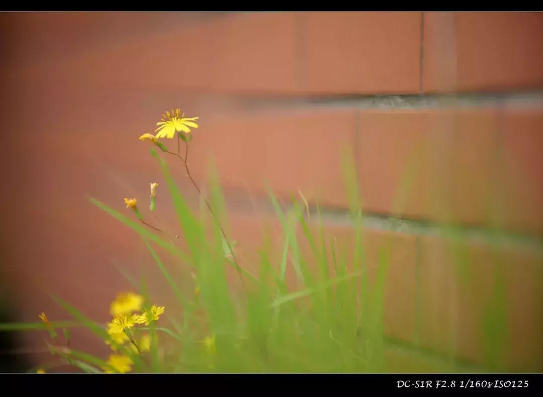 适马mc21转接环怎么样,适马mc21转接环升级教程