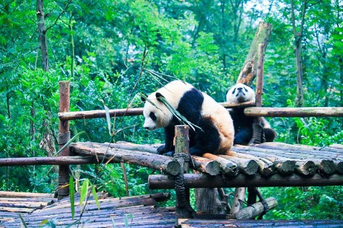 成都旅游远近攻略推荐理由,成都蓉城之秋旅游攻略