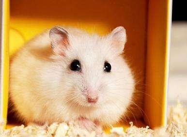 仓鼠打架一碰就四脚朝天挣扎,为什么两只仓鼠在一起会打架