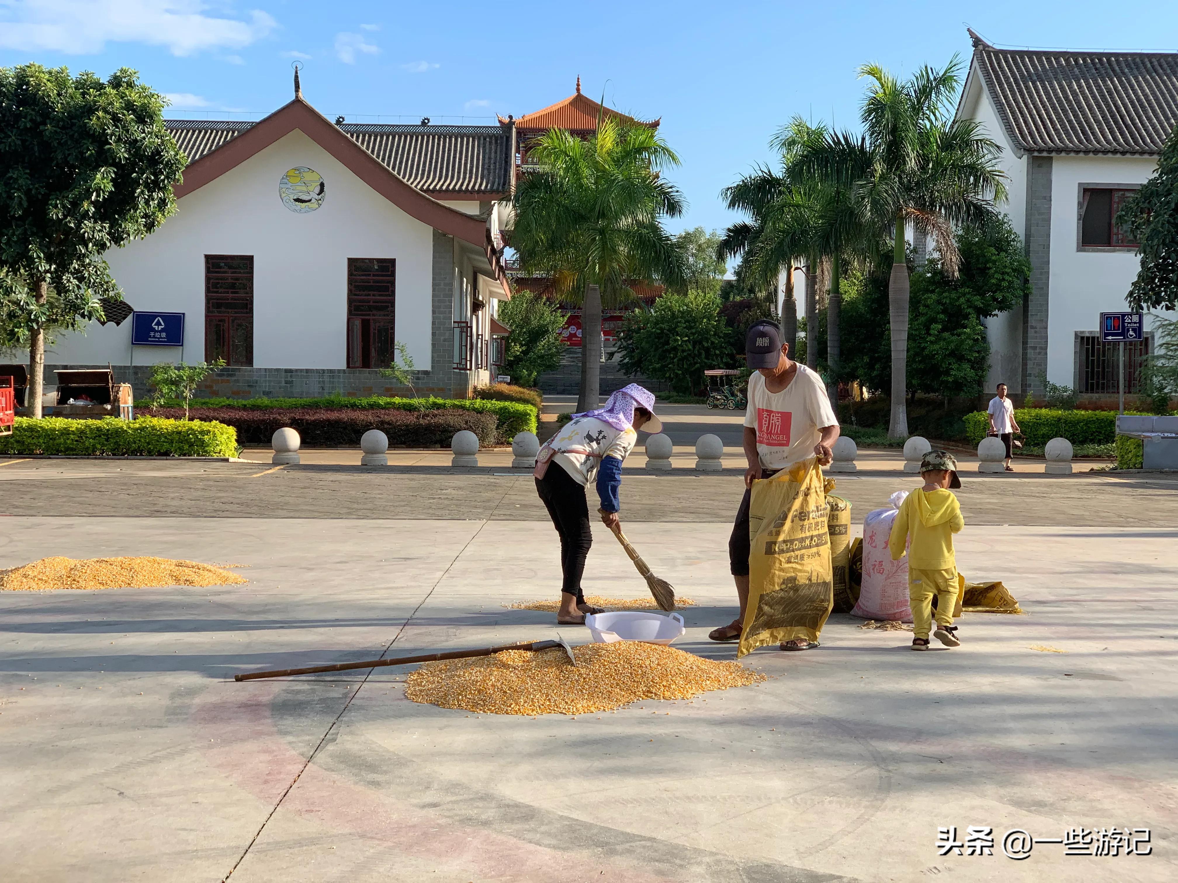 蒙自尼苏小镇大屯海蓝花楹,蒙自大屯海尼苏小镇