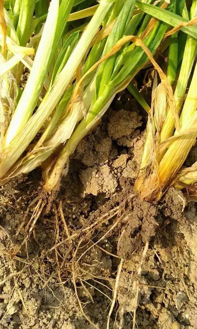 小麦缺肥发黄怎么办,小麦根发黄是什么病