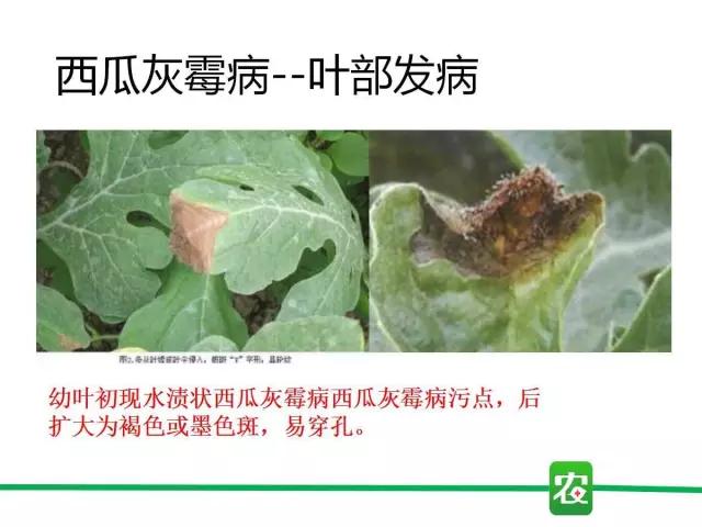 灰霉病视频图片,葡萄灰霉病和草莓灰霉病