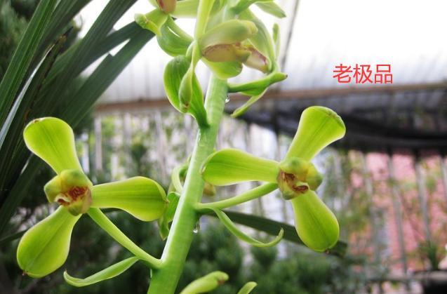 蕙兰新品图片欣赏大全,蕙兰新八种叶片欣赏