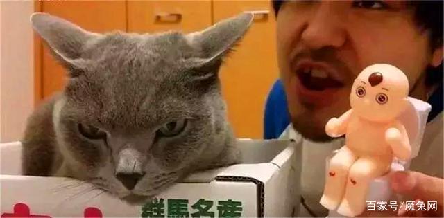 被猫抓了后发烧了怎么办,被宠物猫咬出血了要打狂犬疫苗吗