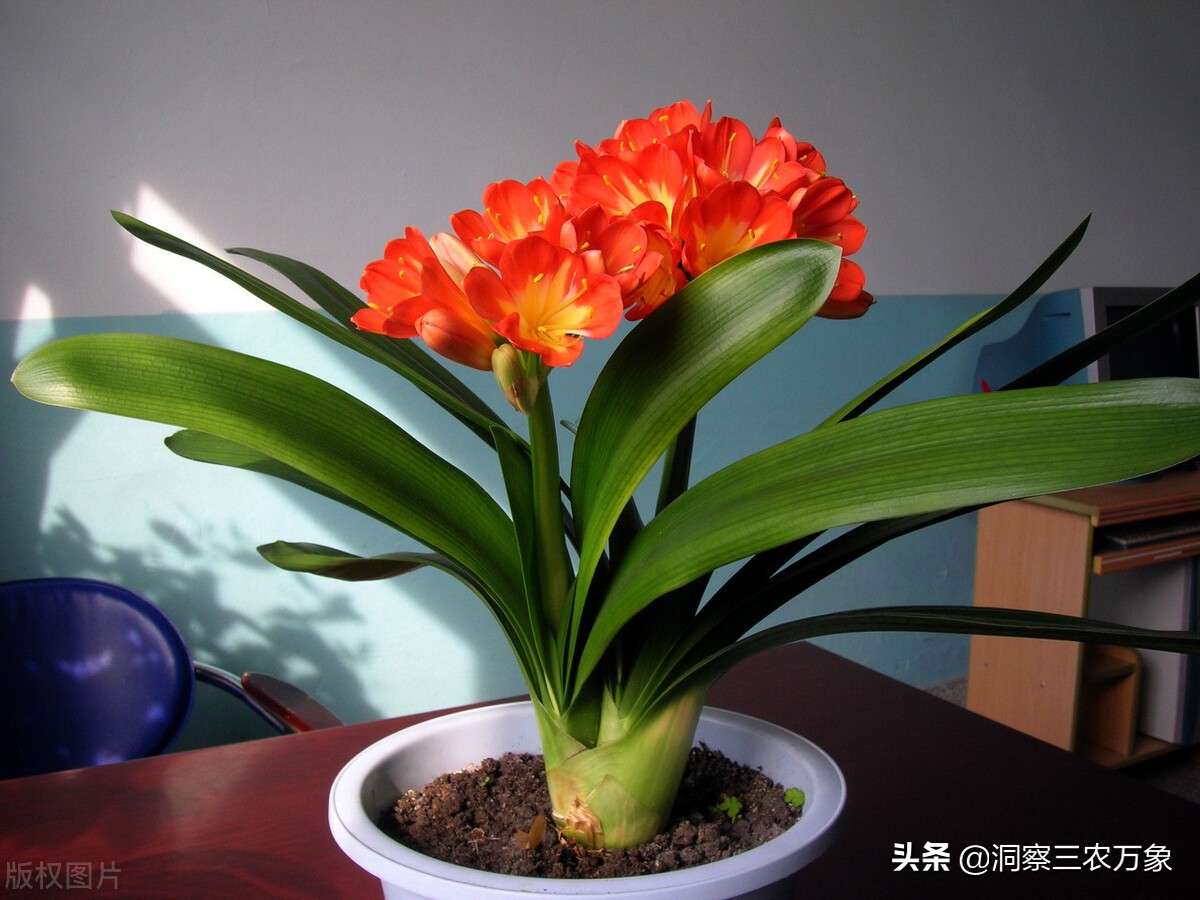 蝴蝶君子兰雄蕊雌蕊怎么区分,君子兰雌蕊雄蕊哪个基因稳定