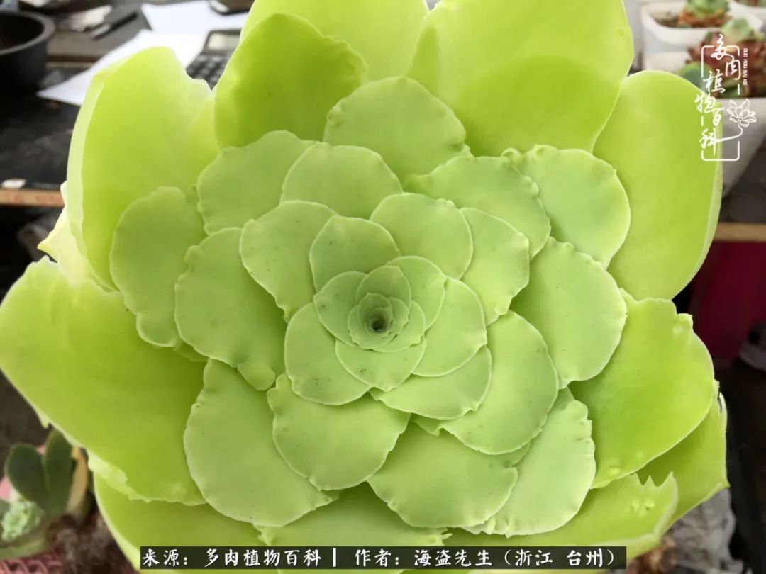 山地玫瑰养护顺口溜,山地玫瑰的养护种植注意事项视频