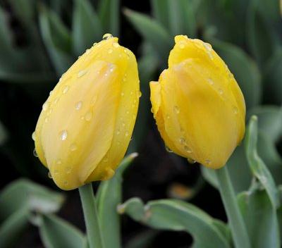 郁金香花之女王,素有花之女王之称的郁金香