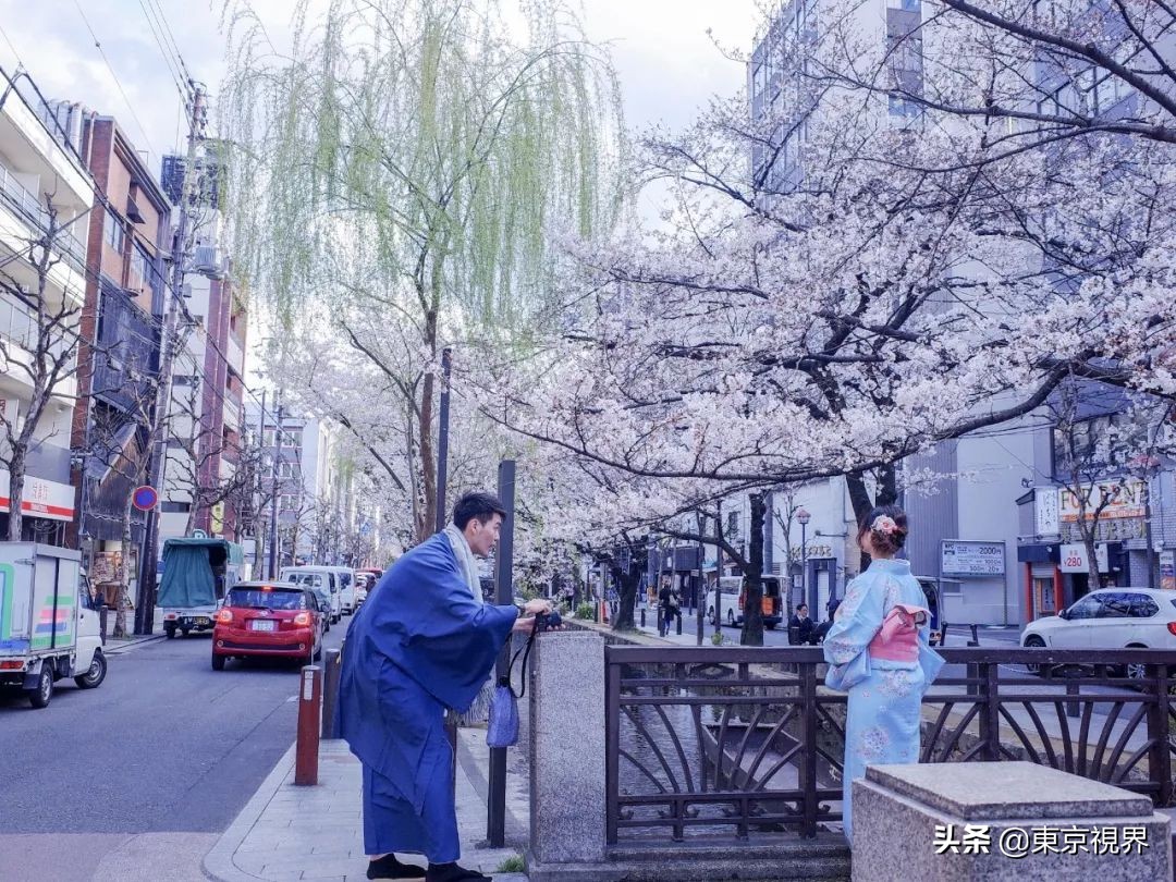 我在京都,攒下一整个春日的绝美樱色送给你。