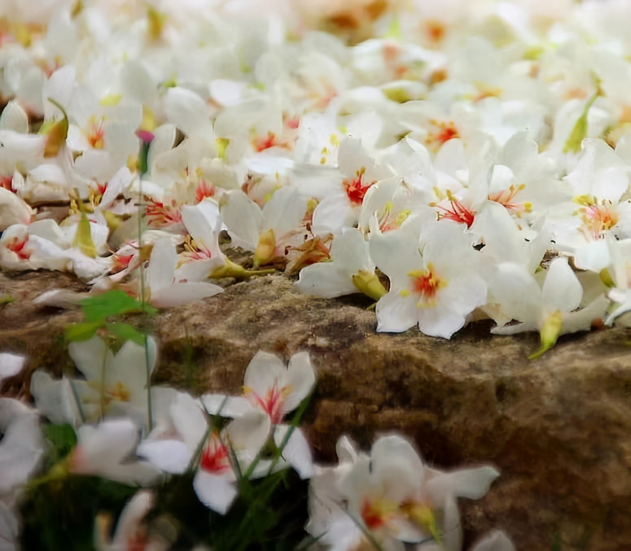 如何看待凤凰男的爱情生活,凤凰男被骗婚
