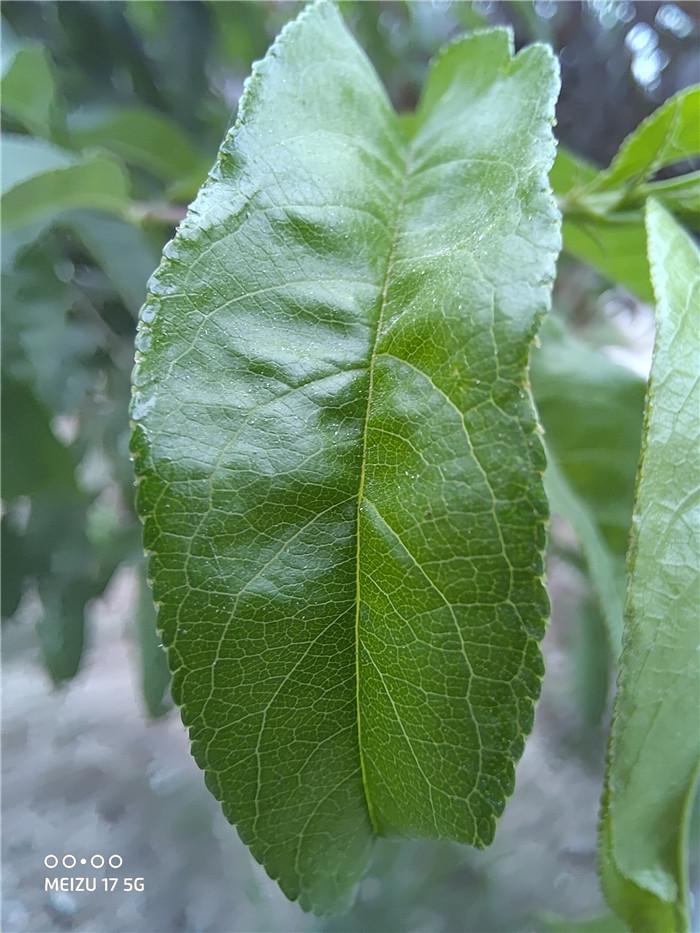 魅族20体验怎么样,魅族20深度体验