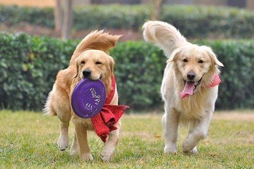 有哪些办法让狗狗开心一点,怎样才能让狗狗开心