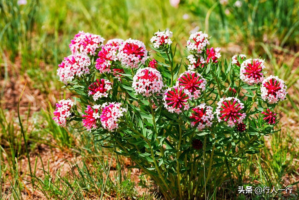 华北最大的亚高山草甸圣王坪,华北最大的亚高山草甸