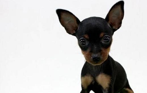 狗狗品种伯恩山犬,狗狗品种的奥秘卡斯罗犬