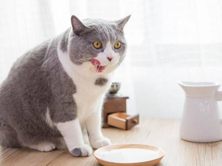 猫用什么益生菌最好,什么益生菌对猫好又见效快