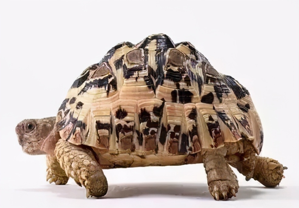 龟类大百科,大眼睛龟类