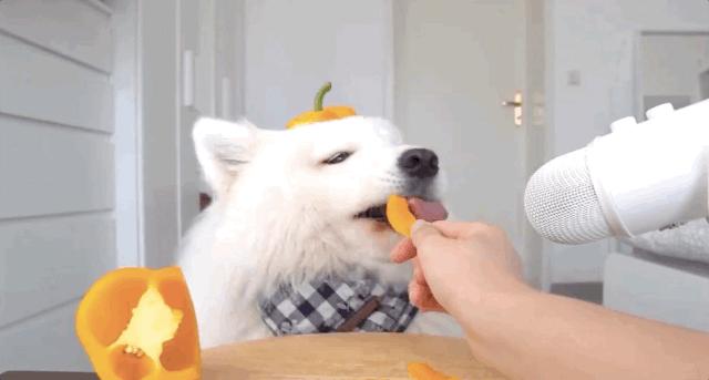 自从睡前迷上ASMR撸猪,焦虑失眠就再也追不上我