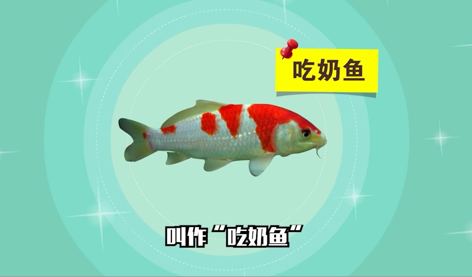 三线城市阿姨开什么店,奶鱼店一年赚多少钱