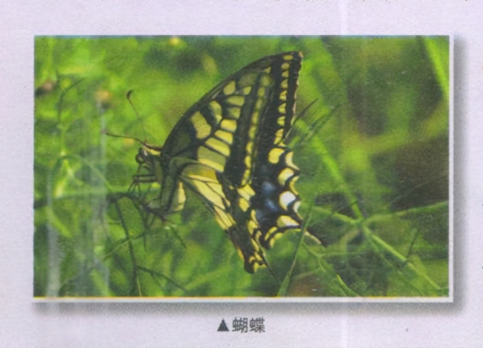 昆虫样子特点,昆虫视觉是什么样的