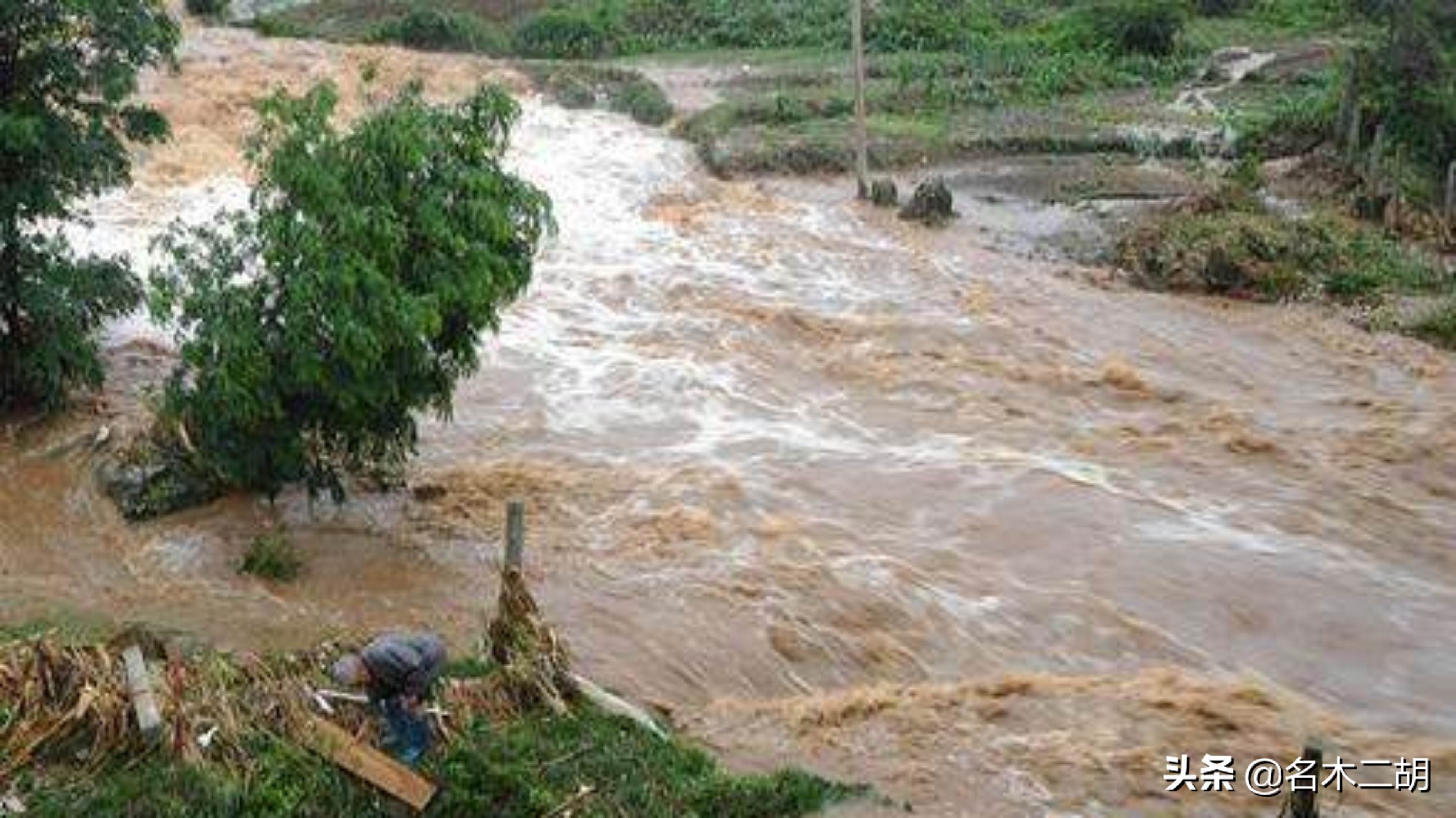 怎么鉴别阴沉木的真假,阴沉木怎么鉴别是什么木质的