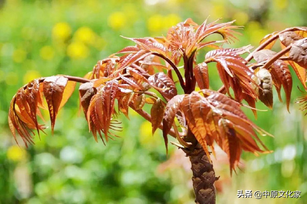 娓呮槑璋烽洦澶忚嚦灏忔弧,娓呮槑璋烽洦绔嬪灏忔弧