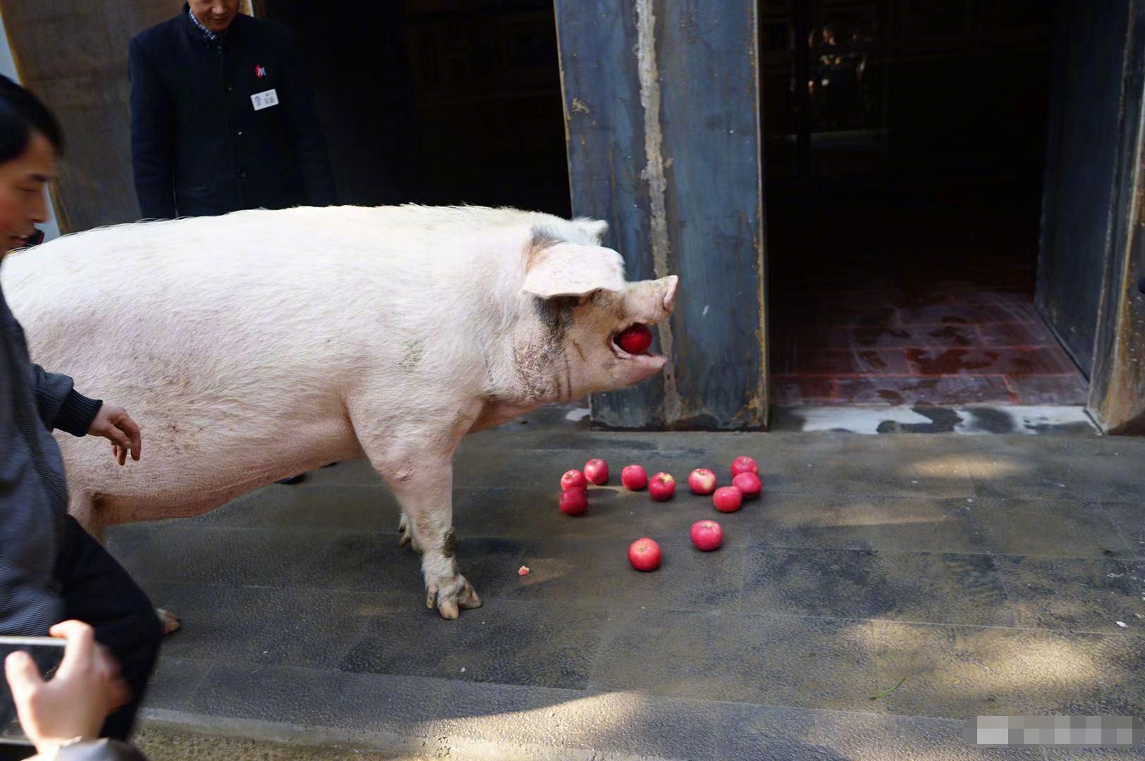 猪坚强在汶川大地震中枪了多少天,汶川大地震36天猪坚强的视频