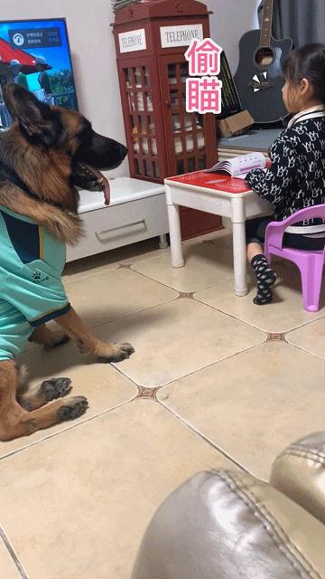 这狗狗的智商也是逆天了,一只不起眼的狗狗太聪明了