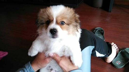 长毛犬推荐公的还是母的,新手怎么选宠物狗小型犬