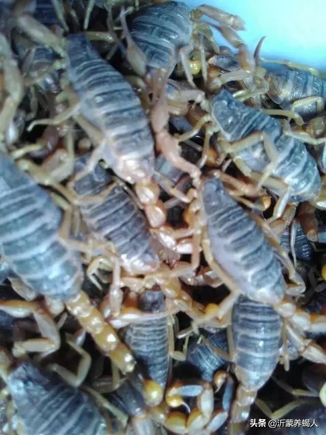 野生的比养殖的营养高吗,野生的就一定好吗