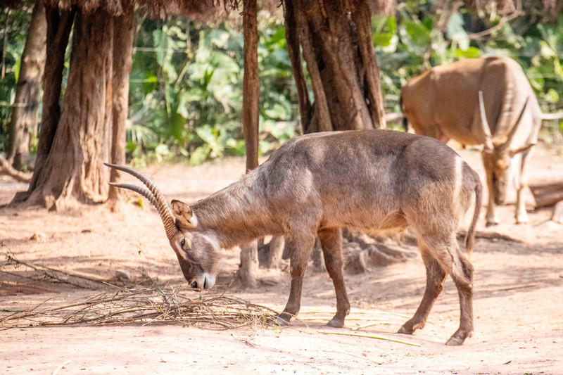 广州长隆野生动物世界的游玩攻略,广州长隆野生动物世界一日游回顾