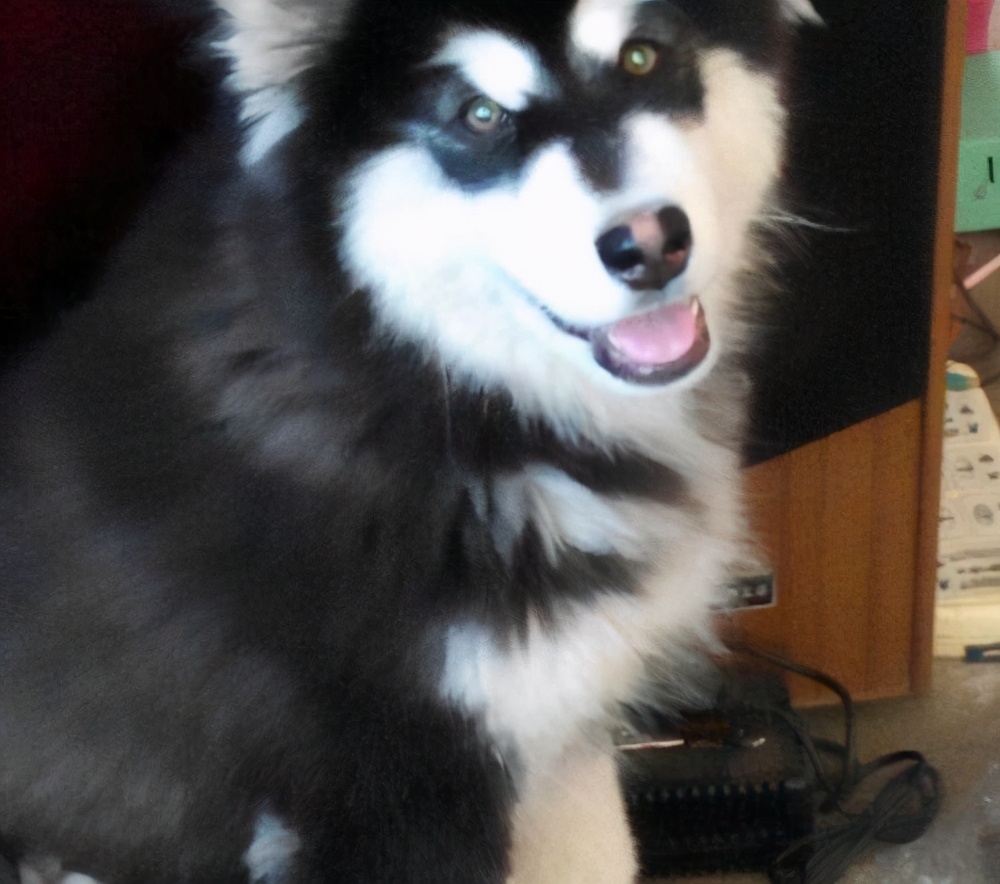 阿拉斯加犬身上有虫子该怎么办,阿拉斯加体内寄生虫怎么驱除